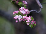 Apple blossom