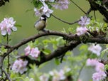 Apple blossom