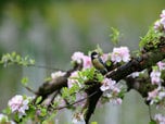 Apple blossom