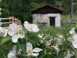 Fioritura dei meleti